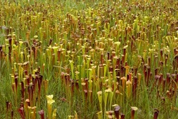 Large field of Sarracenia alata, the pale pitcher plant, Mississippi, USA