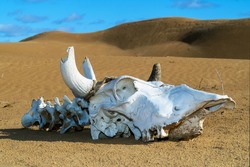 The skull and bones of a dead cow against the background of sands and dunes. Close-up. 