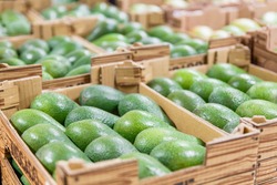 Fresh raw organic uncooked avocado tropical fruit in box for sale at market. Vegan food and healthy nutrition concept. Stock photo green avocado on market background.