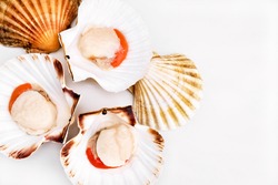 Raw scallops in shells on white background. Mediterranean seafood. Fresh Shellfish. Aequipecten opercularis. Pecten Jacobaeus