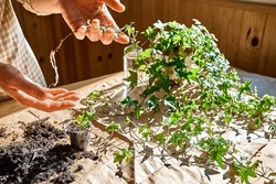 Woman's hands holding young sprig of common ivy, Hedera helix rooted in transparent glass of water. Propagation of plant from stem cutting in water.