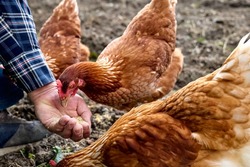 Man feeding hens from hand in the farm. Free-grazing domestic hen on a traditional free range poultry organic farm. Adult chicken walking on the soil. Defocused foreground. 