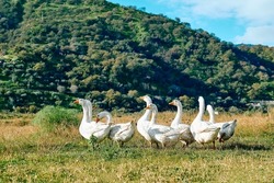 Geese flock grazing in grassland in rural area in sunny day. Little home goose farm. White geese feeding on meadow.
