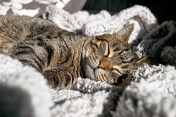 Cute tabby cat sleeping wrapped in warm gray plaid. Striped cat napping on couch. Pet in cozy cute warm home.