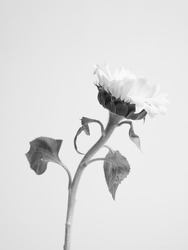 Foto de una flor en blanco y negro.