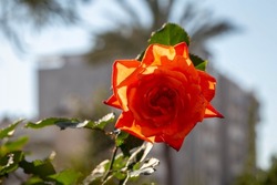 
A red-orange rose blooms in the garden. Photo backlit. Close-up