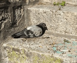 Pigeon laying on a stair with eyes closed, undisturbed by people walking past.