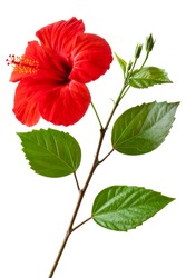 Flowering Hibiscus. Isolated on a white.