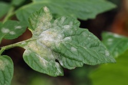 Fungal plant disease Powdery Mildew on a tomato leaf. White plaque on the leaf. Infected plant displays white powdery spots on the leaf. Close up.