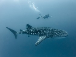 Whale shark and diver in deep water
