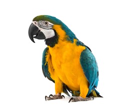Blue and yellow Macaw in front 