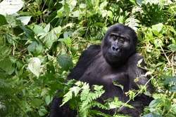 Mountain Gorilla Uganda, Siverback, Female and Baby in Bwindi Impenetrable Forest, Uganda