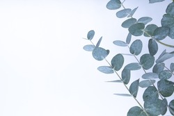Eucalyptus leaves on white background. Blue green leaves on branches for abstract natural background or poster
