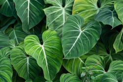 Philodendron Gloriosum growing wild in the rain forest. Green velvet, white vein,  heart shape, rainforest foliage, huge leaf. Suitable for indoor plant. 