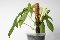 Philodendron Florida Ghost aerial root climbing on moss pole. Philodendron Florida Ghost Mint