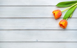 Holiday spring background. Orange tulip flowers on white wooden backdrop.  Greeting card with copy space for Valentine's Day, Woman's Day and Mother's Day. Top view.