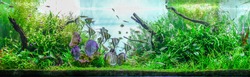 Colorful planted aquarium background with schooling of tropical fish freshwater angelfish, Discus and Tetra