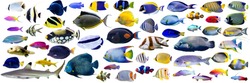 Set of Beautiful Marine fish and shark on white isolated background such as angelfish, butterflyfish, surgeon, wrasse and snapper