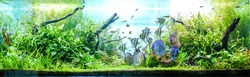 Vibrant Planted Aquarium with schooling of Tropical Fish. such as wild discus, Altum Angelfish and small tetra etc.