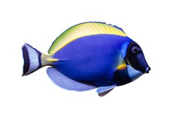 Marine fish on white isolated background with clipping path.
Powder Blue Tang (Acanthurus leucosternon)