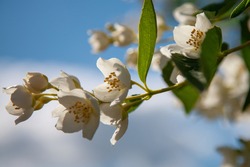 macro photo of jasmine flowers on a background of blue sky in the garden
