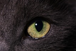 A yellow-green eye of a gray cat.
