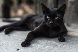 A black cat on street