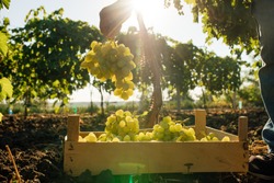 Close up of Worker's Hands Cutting White Grapes from vines during wine harvest in Italian Vineyard. picking the sweet white grape bunches - family business, tradition concept