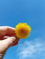 Bright yellow dandelion on a blue sky background