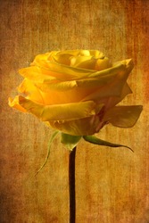 Yellow rose bright yellow flower fine art photography oil paint picture artwork on golden yellow grunge background 