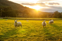 sheep in a field highlands scotland	