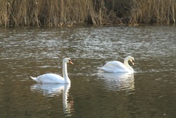 Two swans on a pond in the morning.
