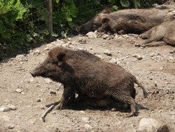 wild boar digs in the eart