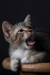 photo of a fierce kitten at the studio with the tounge out yawning