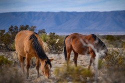 Wild mustangs with mountains in the background