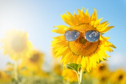 close up of blooming sunflowers wearing sunglasses among the fields on the sunny day with clear blue sky. fun idea of smiling human face on sunflower.