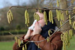 Pollen of flowering hazel trees can cause allergic rhinitis in early spring, close up of catkins in foreground, girl with handkerchief in background