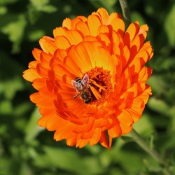 honey bee on orange pot marigold flower in summer garden
