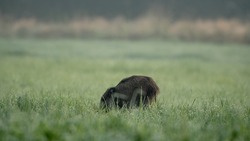 Young wild boar (Sus Scrofa) running in the grass meadow on a wet sunny morning. Wildlife scene from nature. Colorful picture of wild animal