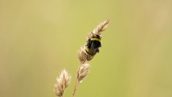 Closeup on Early Bumblebee (Bombus pratorum)