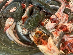 a group of fresh catfish. Catfish are a diverse group of ray-finned fish