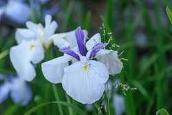 Verbania, Italy. Japanese iris flowers (Iris Sensata) in the botanical garden of Villa Taranto.