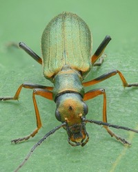 Portrait of a metallic green False Blister Beetle or Lax Beetle with orange legs and bronze head, green background (Chrysanthia geniculata)