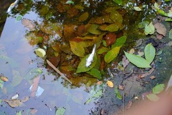 Catfish carcass floating in the fish pond.