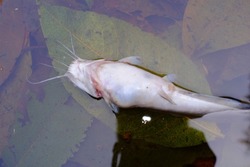 Catfish carcass floating in the fish pond.