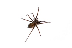 A Tegenaria Gigantea Spider or a Common House Spider found in the UK