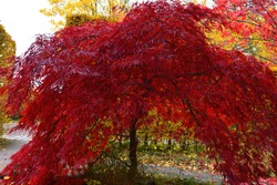 A beautiful Japanese red maple tree on a sunny autumn day