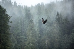 An eagle soars through the fog and the misty trees