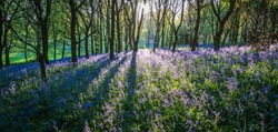Sun Shining Through Trees in Bluebell Wood