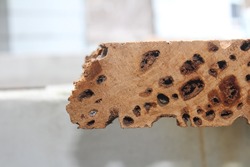 Pecky cypress lumber wood board for construction material. Pecky cypress, taxodium distichum, is attacked by a fungi causing the holes in the wood.